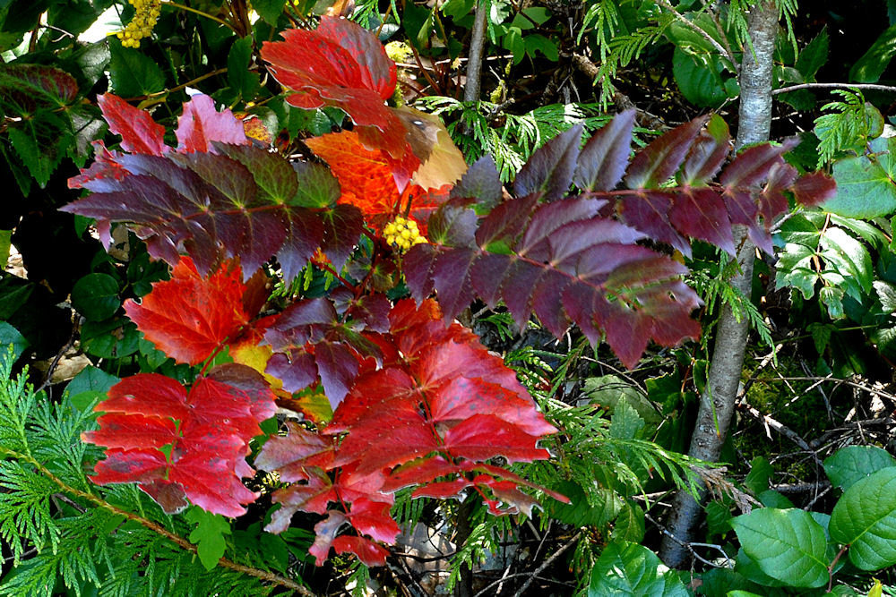 Oregon Grape Leaf