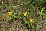 Oregon Grape