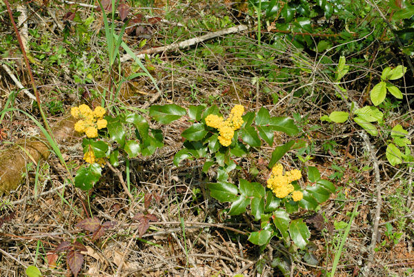 Oregon Grape