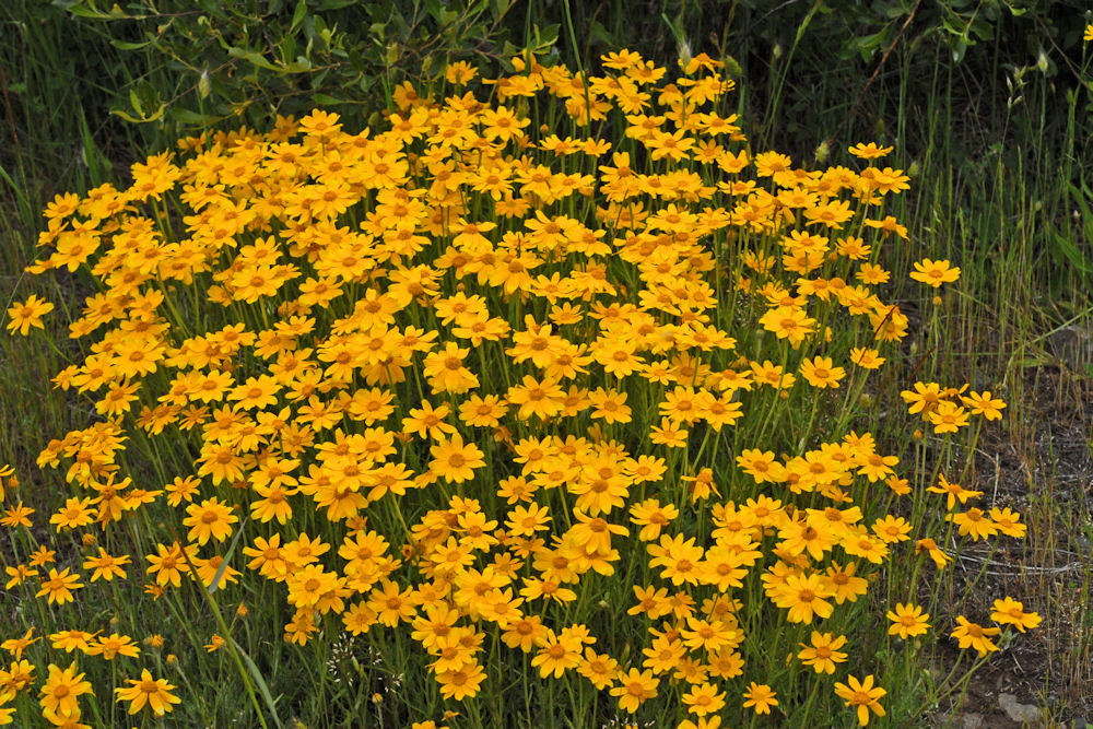 Oregon Sunshine Blossom