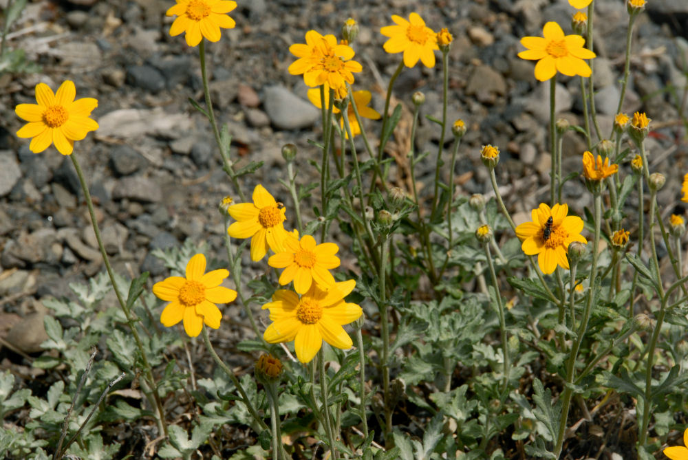 Oregon Sunshine Blossom