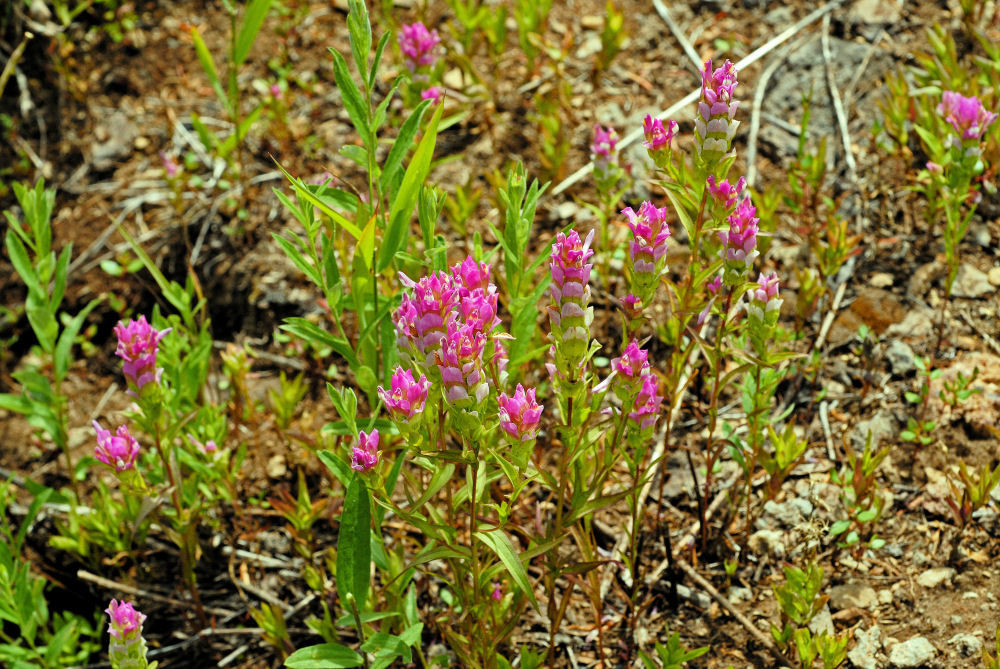 Mountain Owl-Clover Blossom