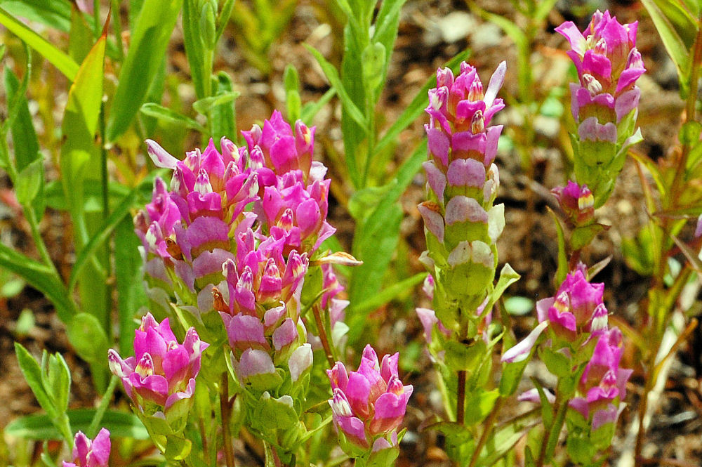 Mountain Owl-Clover Blossom