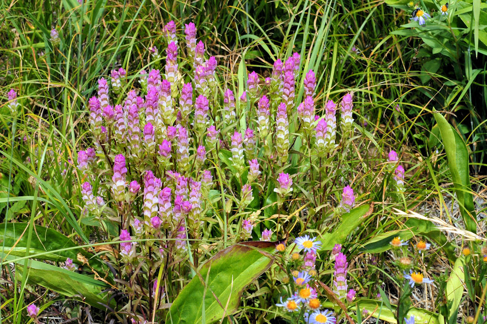 Purple Owl's Clover Blossom