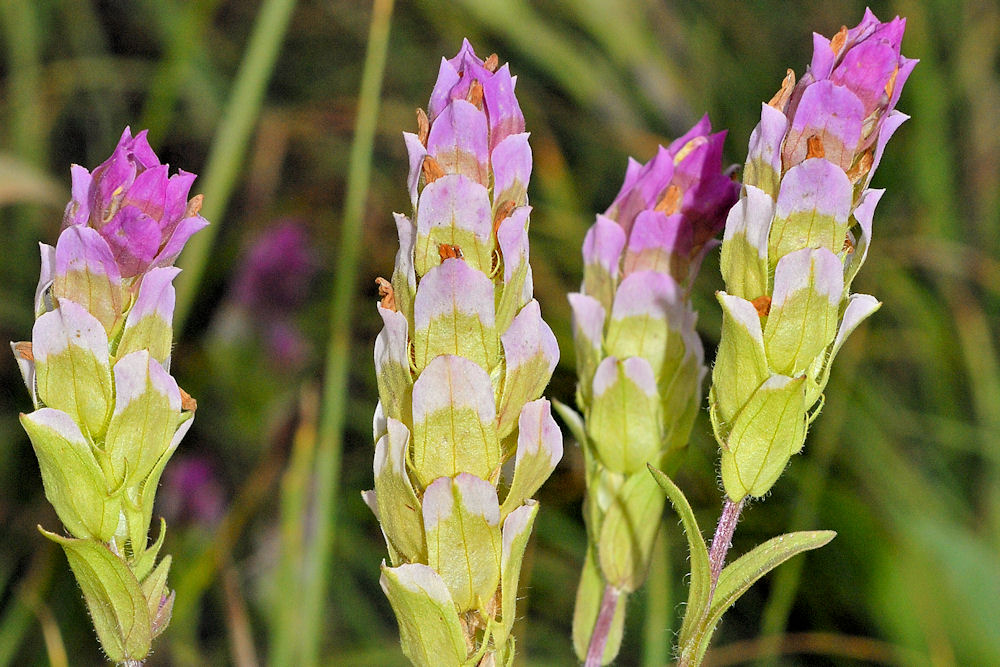 Purple Owl's Clover Blossom