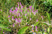 Owl's Clover, Purple