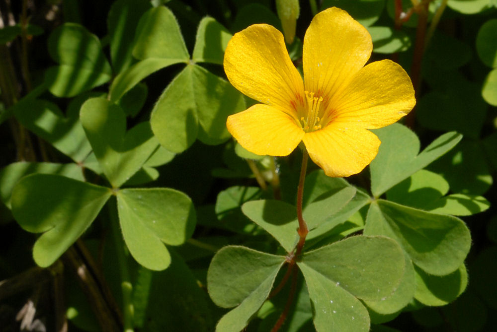 Western Yellow Oxalis Blossom