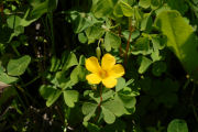 Oxalis, Western Yellow