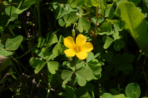 Western Yellow Oxalis