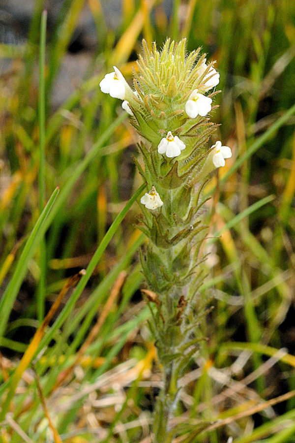 Hairy Paintbrush