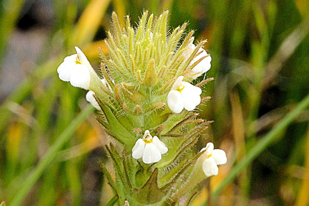 Hairy Paintbrush