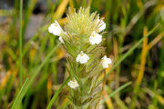 Paintbrush, Hairy