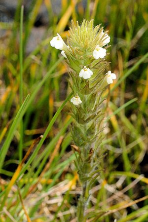 Hairy Paintbrush