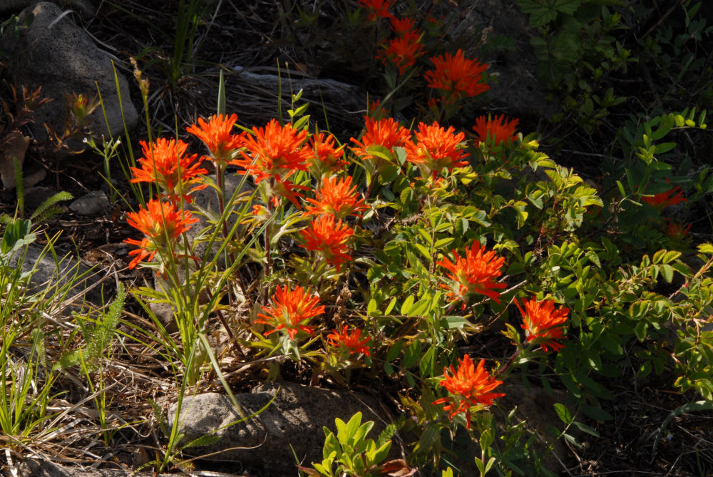 Slender Paintbrush