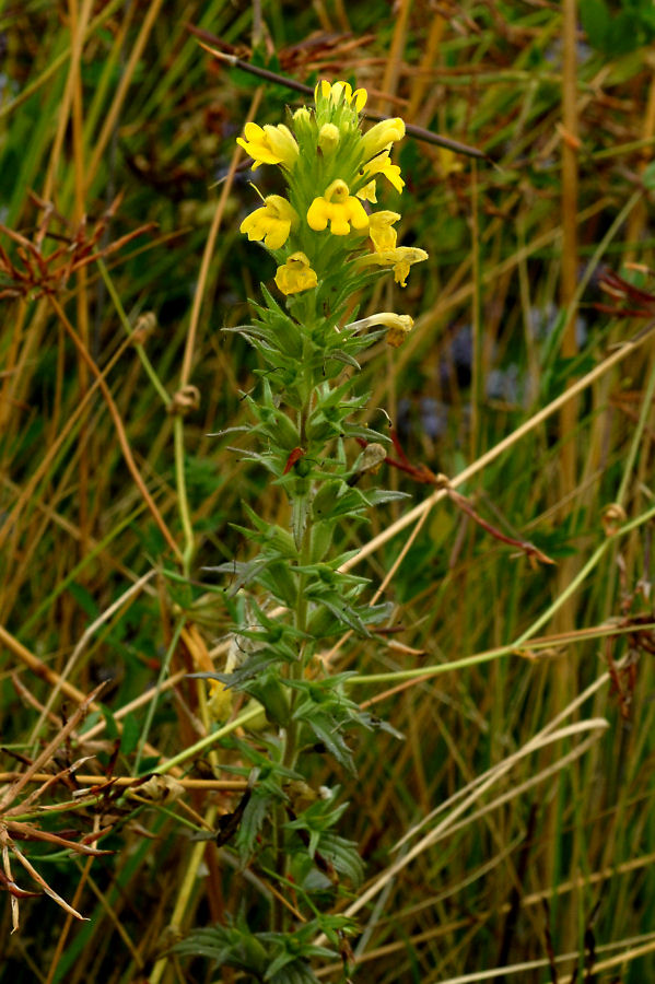 Yellow Parentucellia