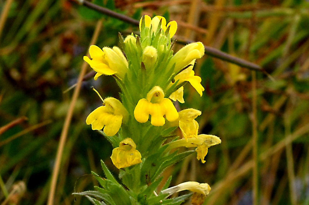 Yellow Parentucellia