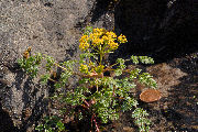 Parsley, Hall's-Desert