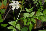 Parsley, Pacific Water