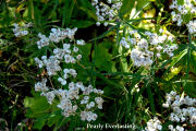 Pearly Everlasting