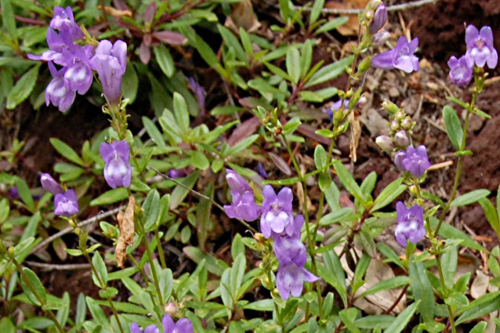 Azure Penstemon