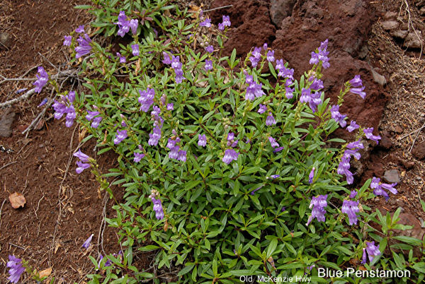 Azure Penstemon