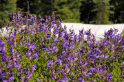 Penstemon, Blue Mountain
