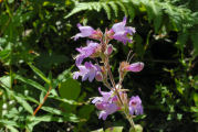 Penstemon, Davidson's