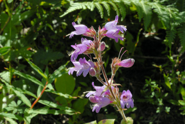 Davidson's Penstemon