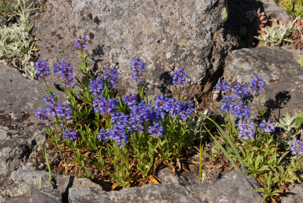 Globe Penstemon