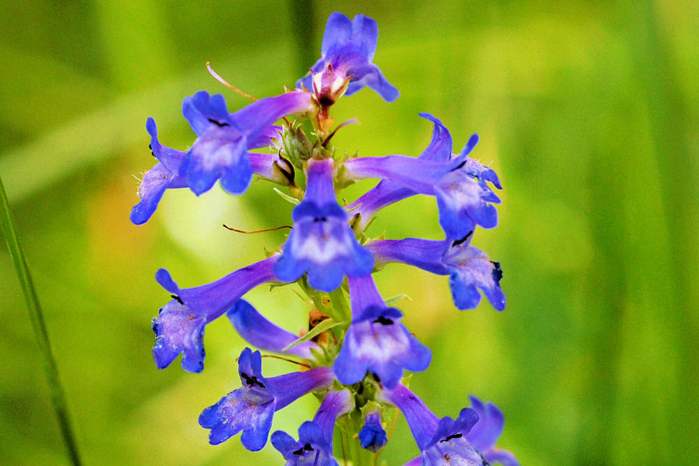 Small Flowered Penstemon