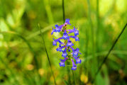 Penstemon, Small Flowered