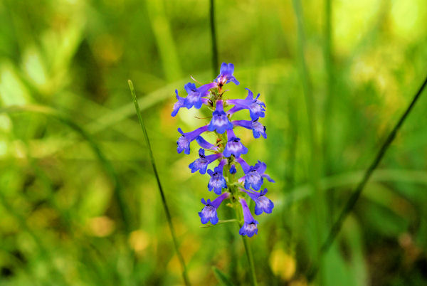 Small Flowered Penstemon