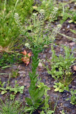  Field Peppergrass