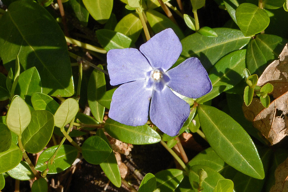Periwinkle