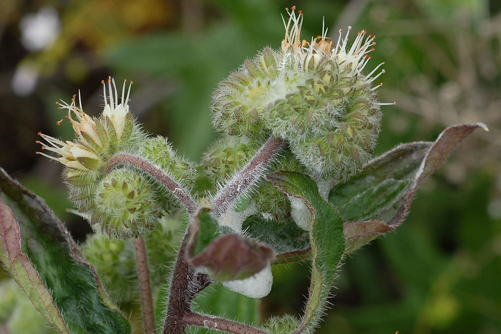 Silverleaf Phacelia