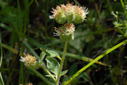 Phacelia, Silverleaf