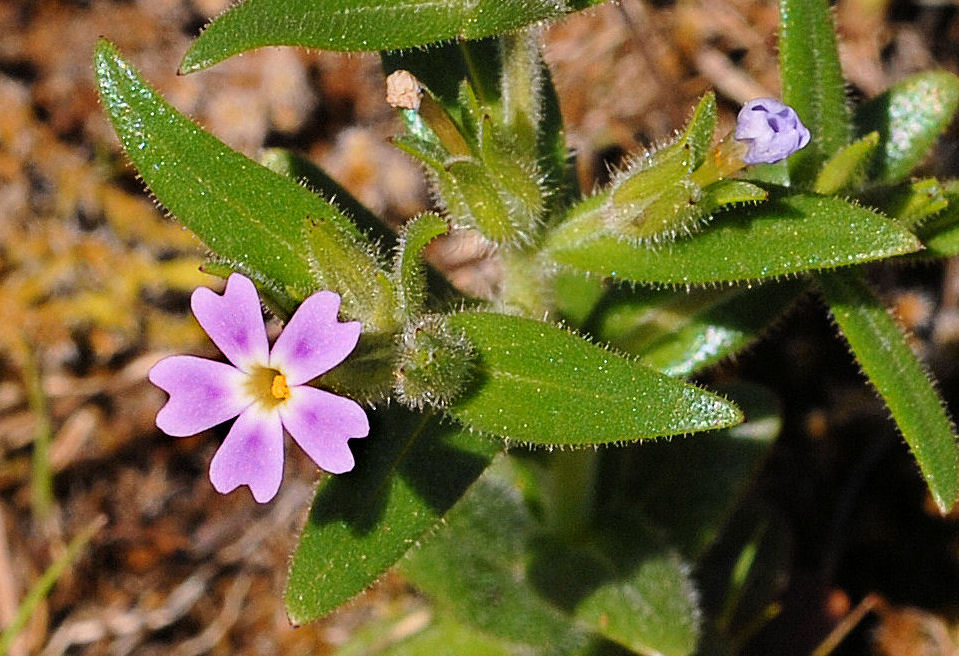 Midget Phlox