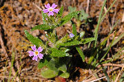 Phlox, Midget