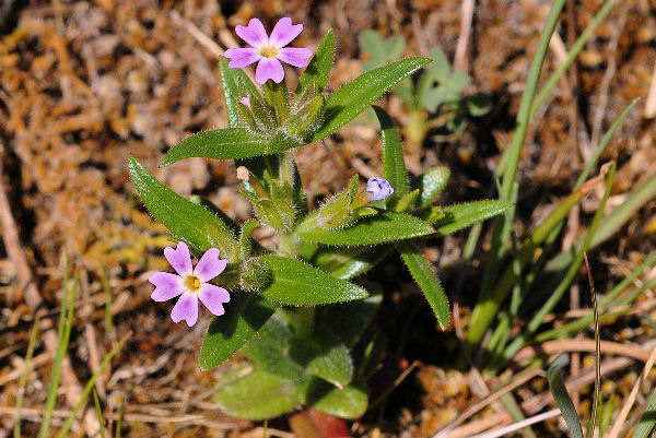 Midget Phlox