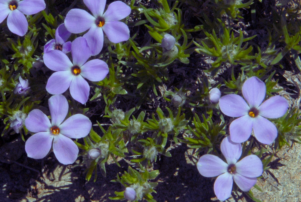 Sticky Phlox
