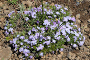 Phlox, Sticky