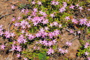 Phlox, Woodland