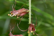 Piggy Back Plant