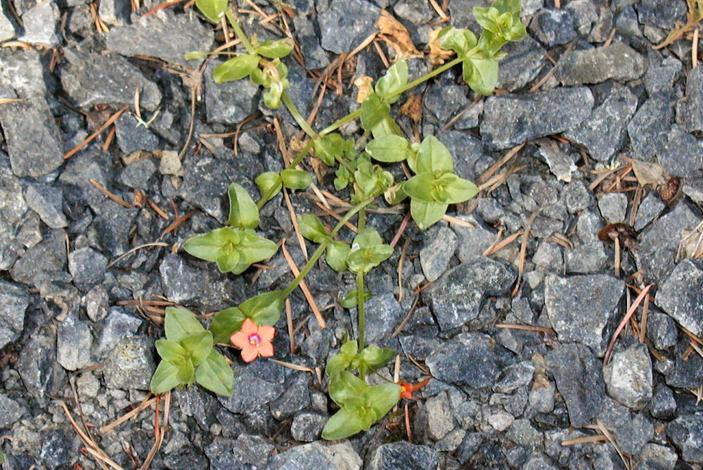 Scarlet Pimpernel 