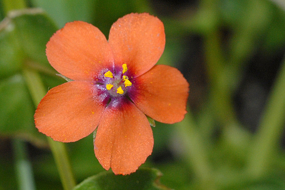 Scarlet Pimpernel 
