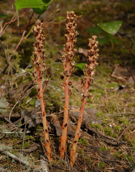 Mature Pinesap