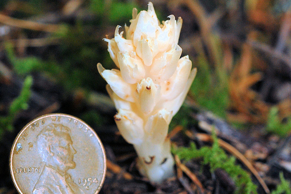 Fringed Pinesap 