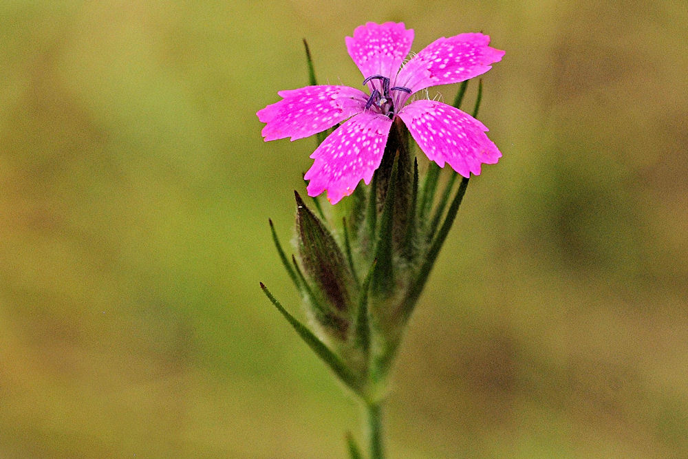 Grass Pink 