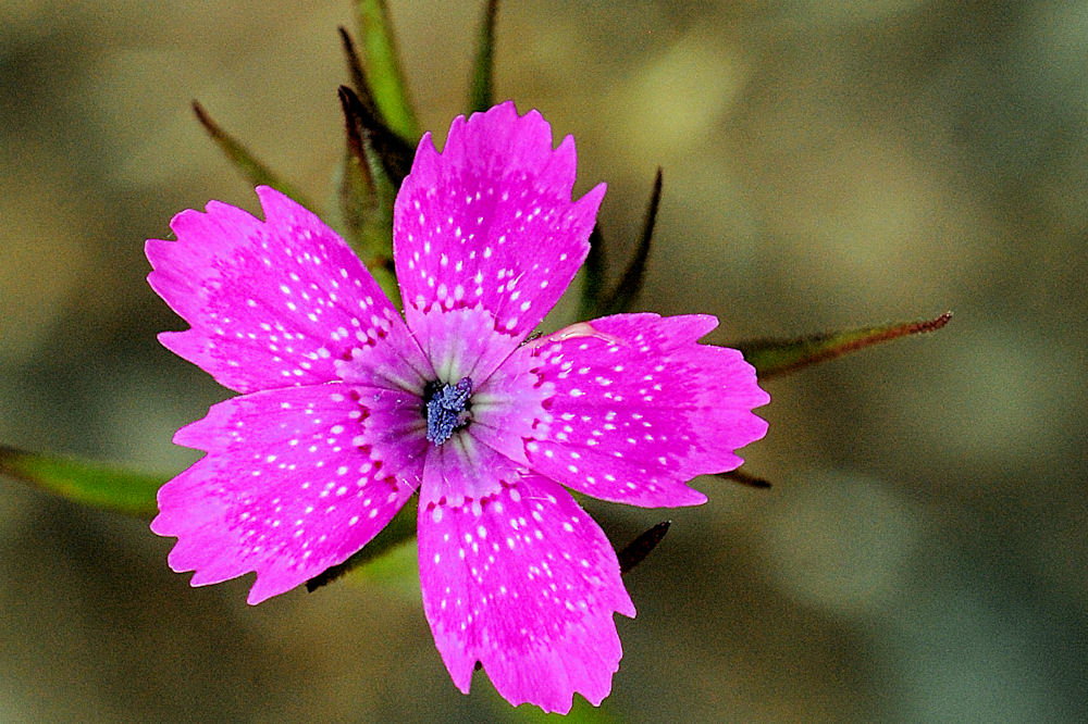 Grass Pink 
