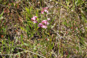 Pink, Grass